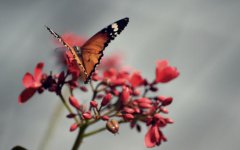 惊蛰节气吃什么水果好 2020惊蛰季节水果