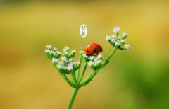 2020年惊蛰节气是多少号几时几分是惊蛰时辰？