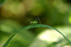 2020己亥年猪年惊蛰节气出生的女孩好不好？