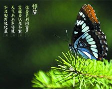 2020年惊蛰时间是几点几分具体时辰多少？