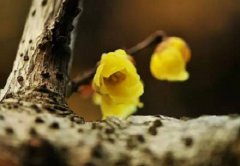 2020年农历正月十四日出生的人是什么星座？