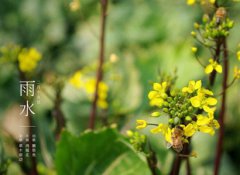 2020年雨水节气有什么禁忌宜忌事项要注意?