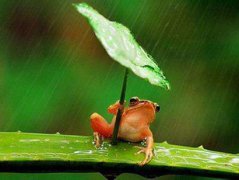 2020年的雨水和元宵节是同一天吗?雨水是几月几号