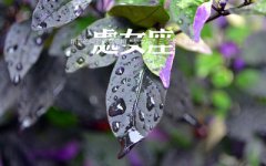 2020年春节期间处女座运势如何?2020年处女座运势解析