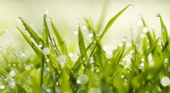 2020年雨水节气适合安葬逝者吗,雨水节气古诗欣赏！