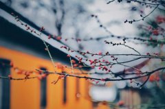 立春可不可以订婚 2020年立春可不可以订婚