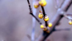 2020年立春订婚好吗 这天是订婚的好日子吗