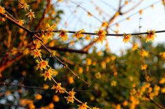 除夕立春同一天好不好 2020年除夕立春同一天吗