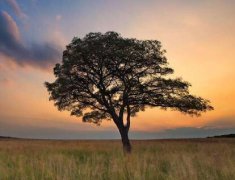 2020年农历一月初五可以签约吗？时辰凶吉如何？