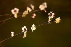 2020年2月4日立春日子适合安床吗,2020年立春是什么禁忌？