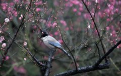 立春节气的含义是什么.立春有什么活动？