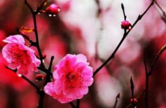 腊月是属于哪个生肖的？腊月有什么生肖