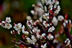 腊月里有什么节日？腊月节日多吗？