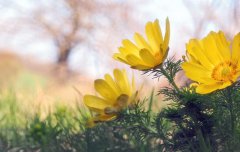 腊月是什么月,2020年腊月出生的孩子是什么生肖？