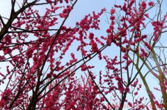 正月大年十四接财神，要不要迎财神？