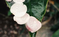 2020年戊戌狗年腊月是几号开始,腊月不能做什么？