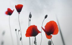 2020年腊月二十九是新历几月几号,腊月廿九有何宜忌注意？