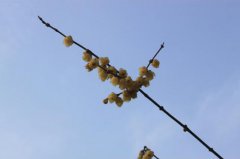 2020年农历腊月十七日子怎么样？运势怎么样？