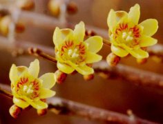 2020年农历腊月十七接财神吗？接财神要注意什么