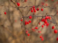 2020腊八可不可以订婚？这天的吉凶如何