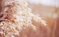 2020年农历十二月初八腊八节适合安床吗,腊八节日子好吗？