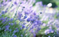 2020年农历十二月二十六日子适合祈福吗,腊月有何习俗？