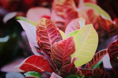 狗年腊月出生的宝宝怎么取名？