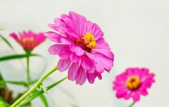 2020年农历腊月十六日子可以去庙里烧香祈福吗？