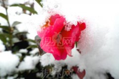 2020腊月初九是属于什么星座？