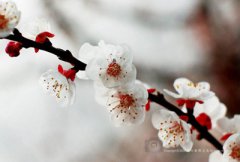 2020年农历腊月二十四是什么星座？