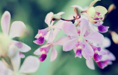 2020年农历腊月初八适合烧香祈福吗,2020年腊八节是哪天？