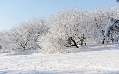 2020年农历十二月初五日出生的女孩命理解析