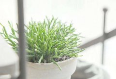 2020年农历十二月腊月初六是黄道吉日吗？