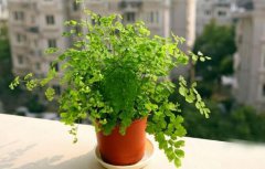 2020年农历十二月腊月初三是黄道吉日吗？