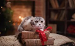 2020年圣诞节国内游适合去哪里旅游,圣诞旅游地点推荐！