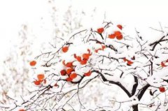 冬至吃什么进补？冬至补药