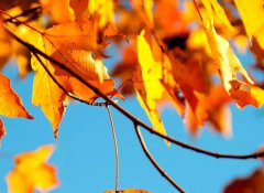 2020年农历十月二十八日子好吗,今天日子是黄道吉日吗？