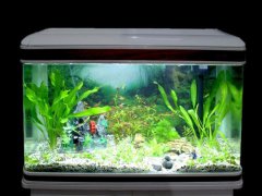 12生肖如何摆放鱼缸,12生肖鱼缸摆放风水解析！