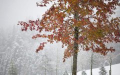 2020年农历十月十六出生的宝宝是什么星座？