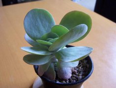 2020年农历十月十二这天日子好吗,这天是不是好日子？