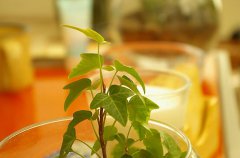 2020年农历十月十五日子好吗,这天属于黄道吉日吗？