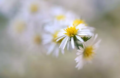 2020年农历十月初一适合出殡吗？