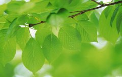 生肖狗霜降节气出生人好吗,一生命运好不好?