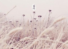 霜降节气出生的名人明星有哪些,霜降出生名人解析!