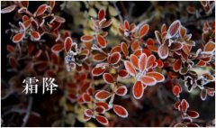 2020年霜降的民间忌讳,霜降忌讳