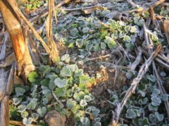 2020年霜降节气有什么忌讳的事情？饮食方面呢？