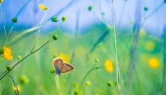 2020年农历九月十九黄历日子好吗,是不是黄道吉日?