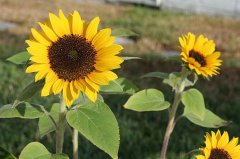 2020年农历九月十四日子适合祭祀祖先吗？