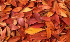 2020年农历九月初四出生的宝宝是什么星座？