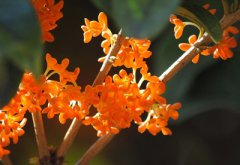 属龙的人重阳节出生命运好不好?